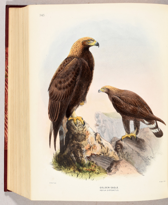 A history of the birds of Europe including all the species inhabiting the western palaearctic region.